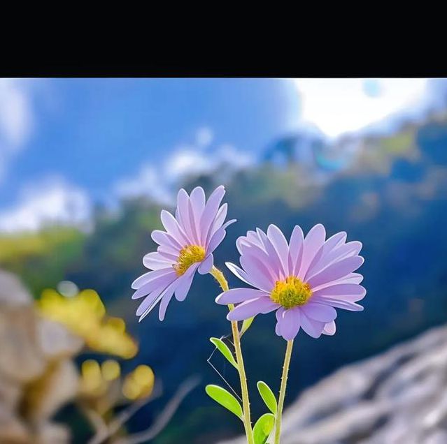 野花视频在线视频免费观看