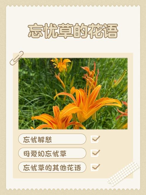 可乐忘忧草国语中字