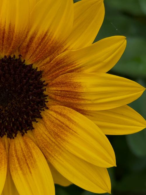 向日葵视频观看视频免费版