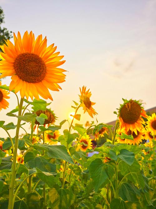 向日葵视频观看视频免费版
