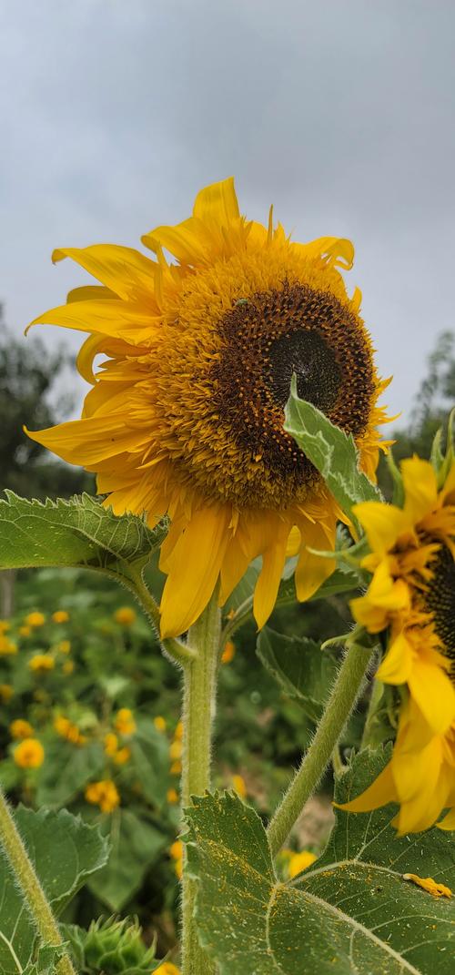 向日葵视频观看视频免费版