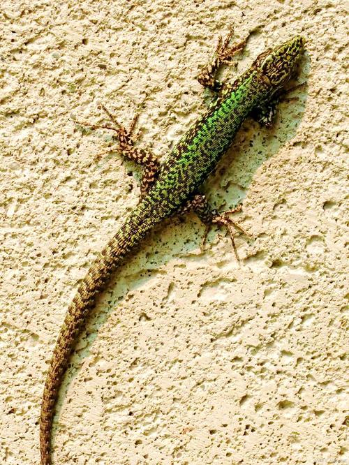 壁虎视频高清版