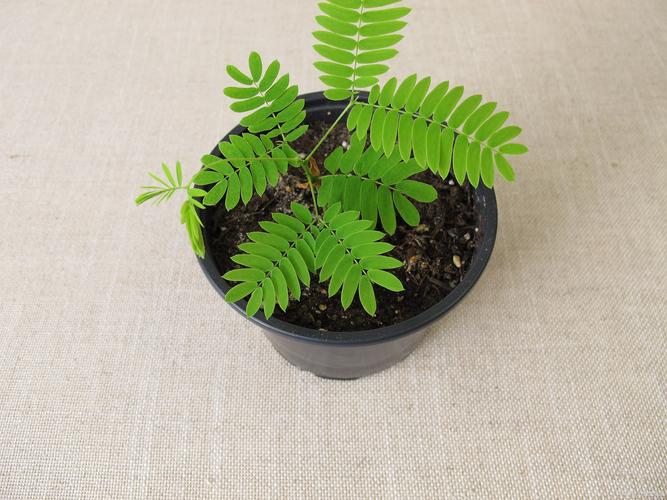 含羞草高清大片免费播放版