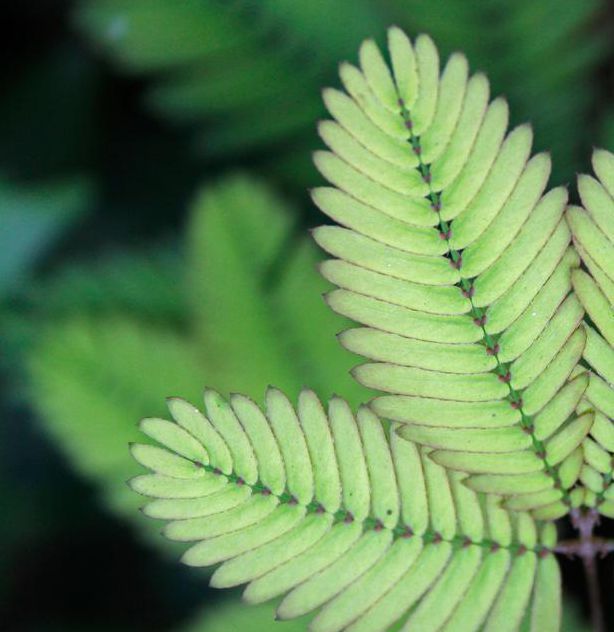 含羞草高清大片免费播放版