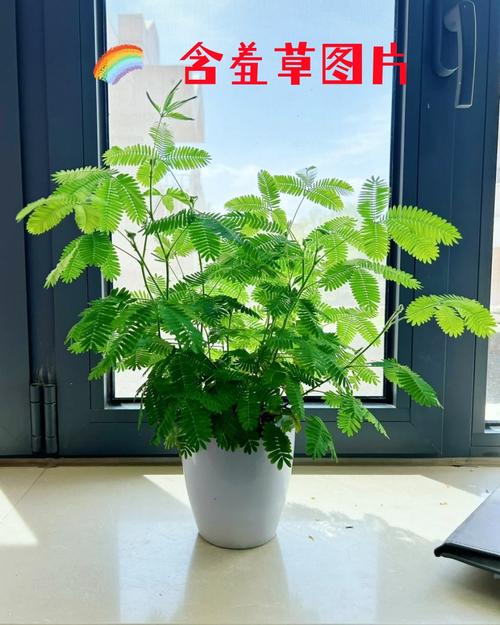 含羞草高清大片免费播放版