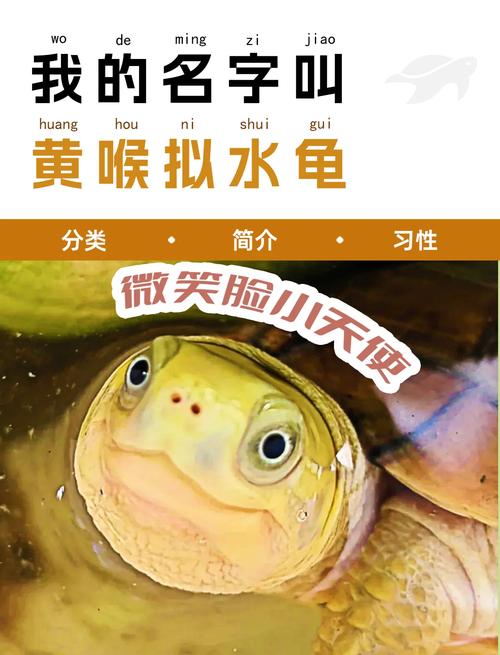 我的小乌龟想进入扇贝视频