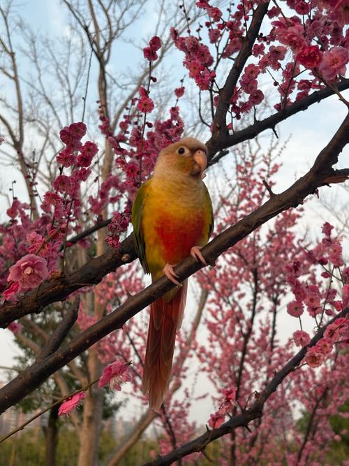 梅花视频不限次数看花钱么免费