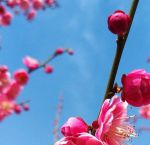 梅花视频不限次数看花钱么免费