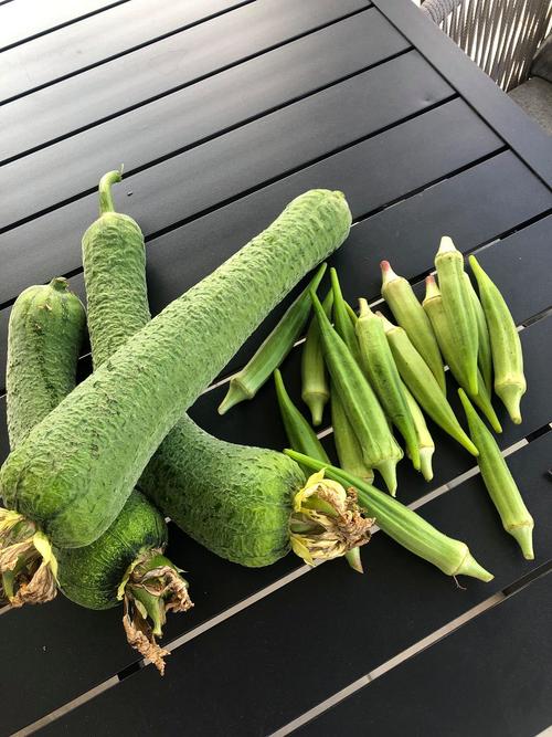 榴莲丝瓜草莓向日葵秋葵加油站