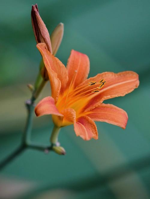 新俏佳人2025忘忧草