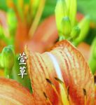 新俏佳人2025忘忧草