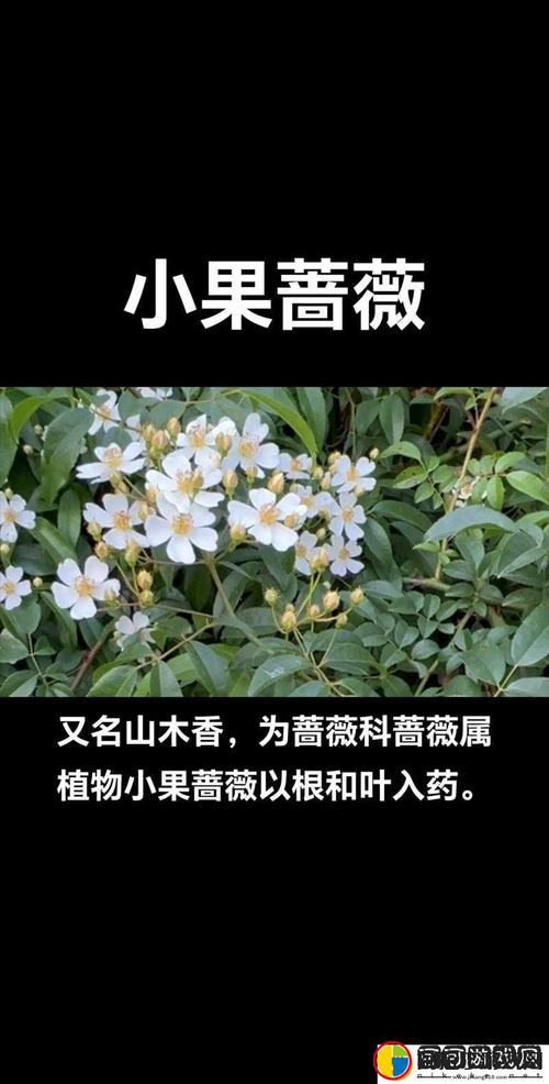 野花日本大全免费观看6高清版app