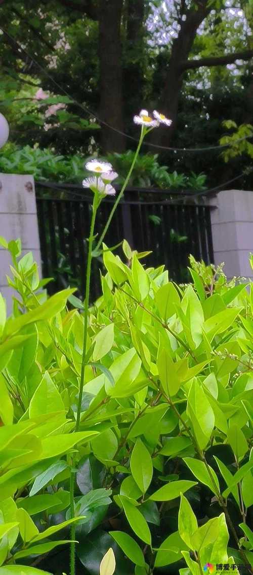 野花日本大全免费观看6高清版app