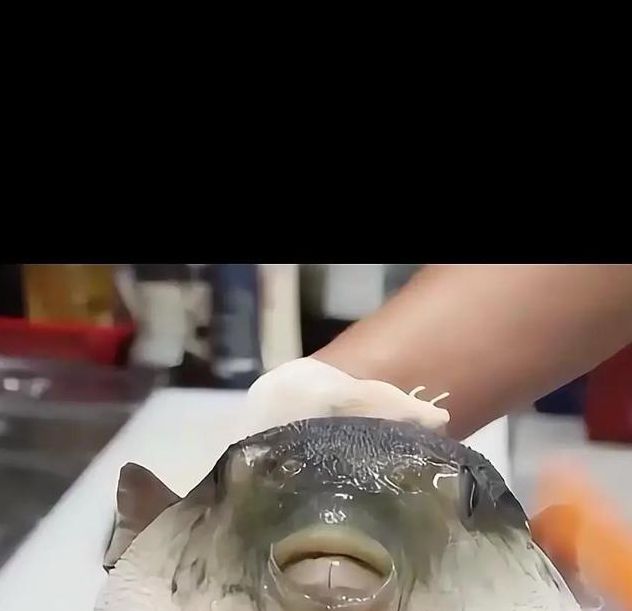 河豚直播免费版