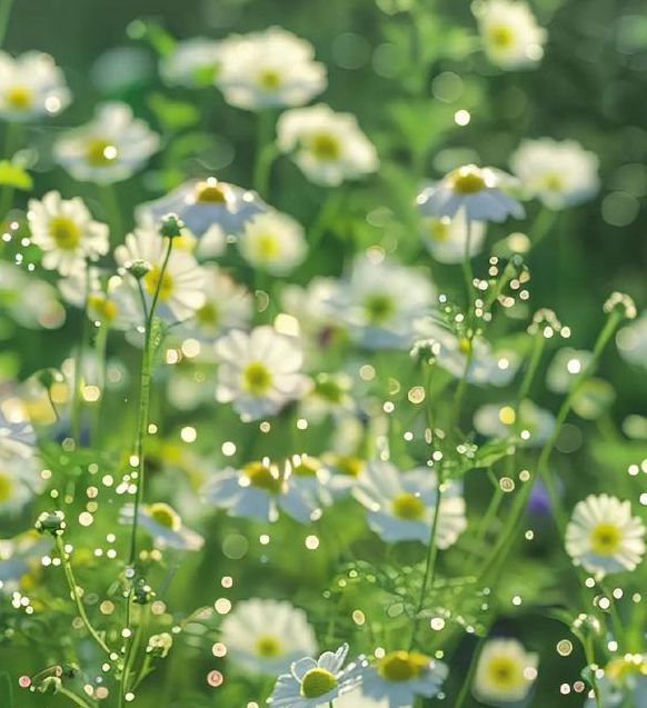 野花视频手机免费观看完整版高清
