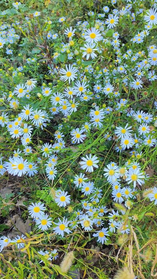 野花视频手机免费观看完整版高清