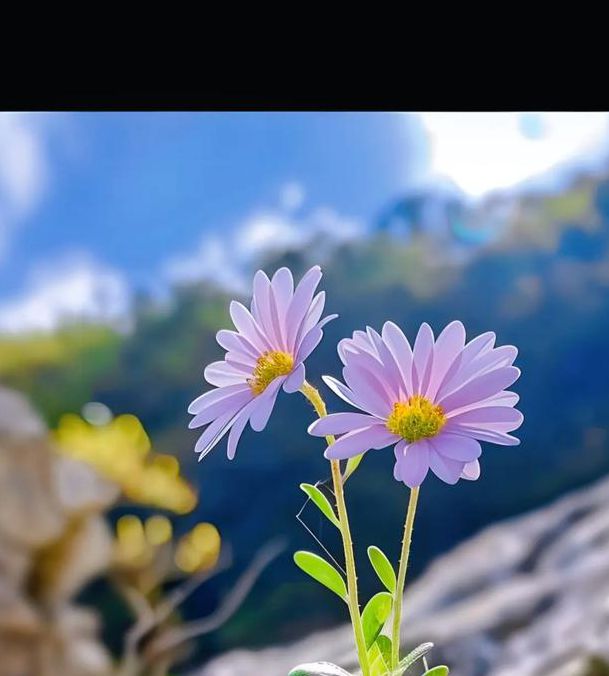 野花视频手机免费观看完整版高清