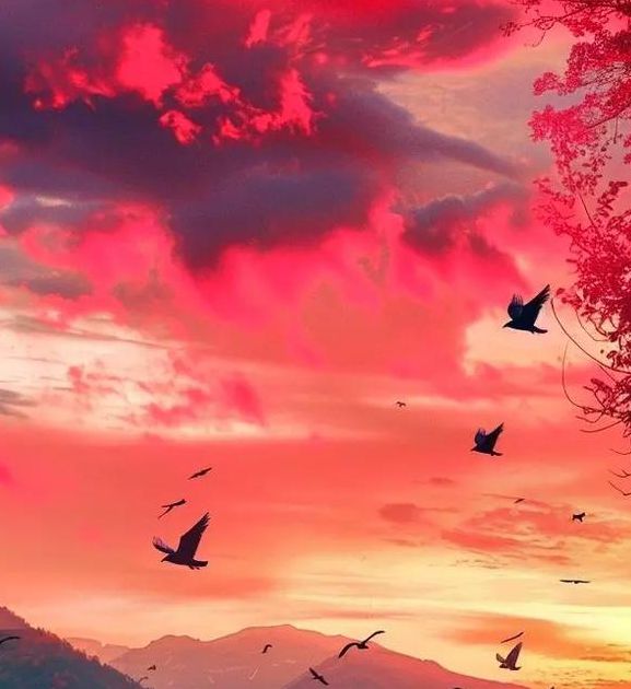 秋水一色app官网