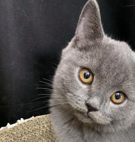 蓝猫视频最新版