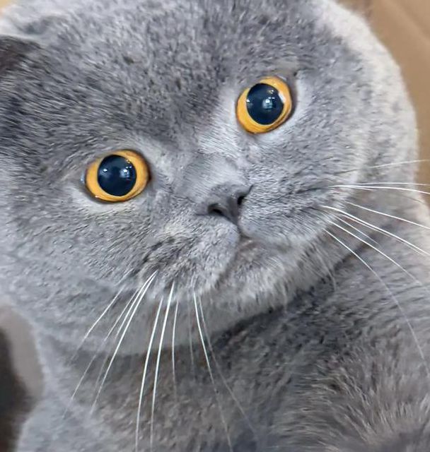 蓝猫视频最新版