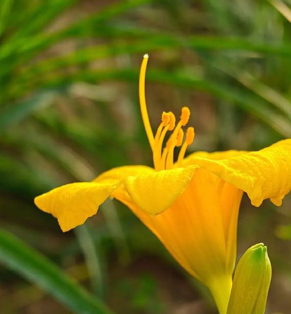 忘忧草社区在线观看视频