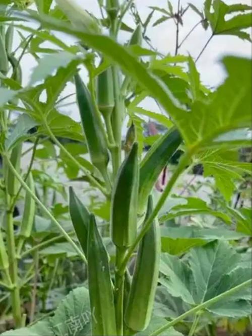 榴莲视频秋葵视频绿巨人1