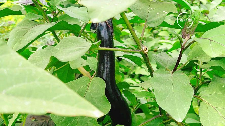 茄子短视频懂你丝瓜视频