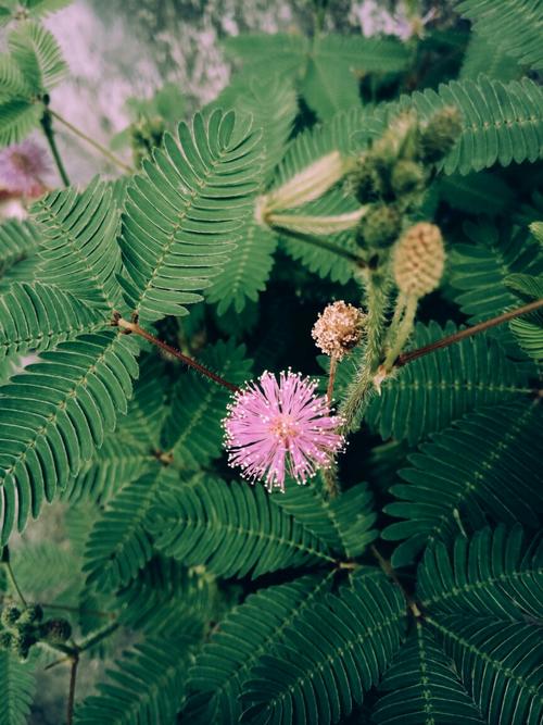 含羞草观看在线播放免费视频