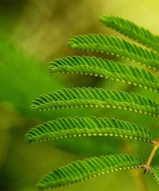 含羞草观看在线播放免费视频