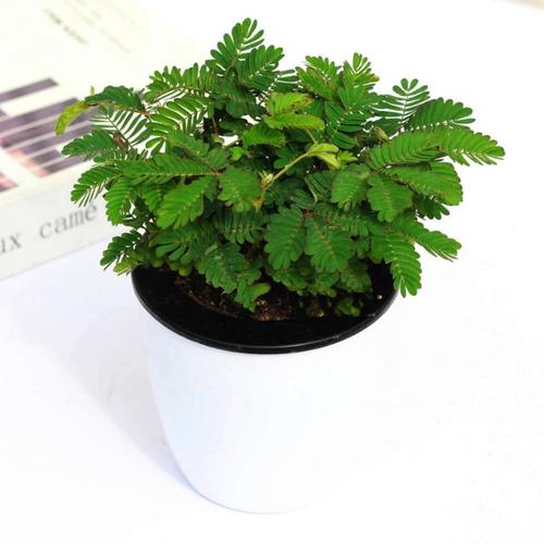 含羞草观看在线播放免费视频