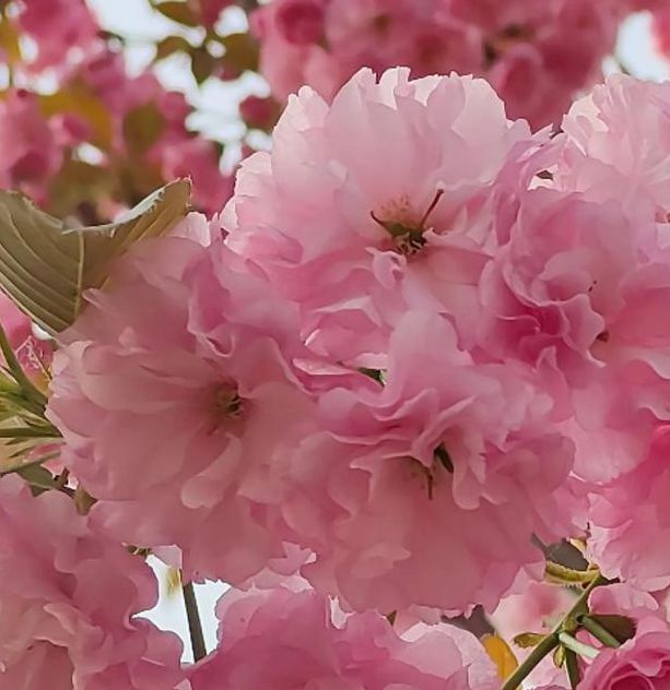 花儿视频下载安装视频