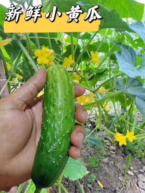 草莓秋葵黄瓜8008幸福宝2.6