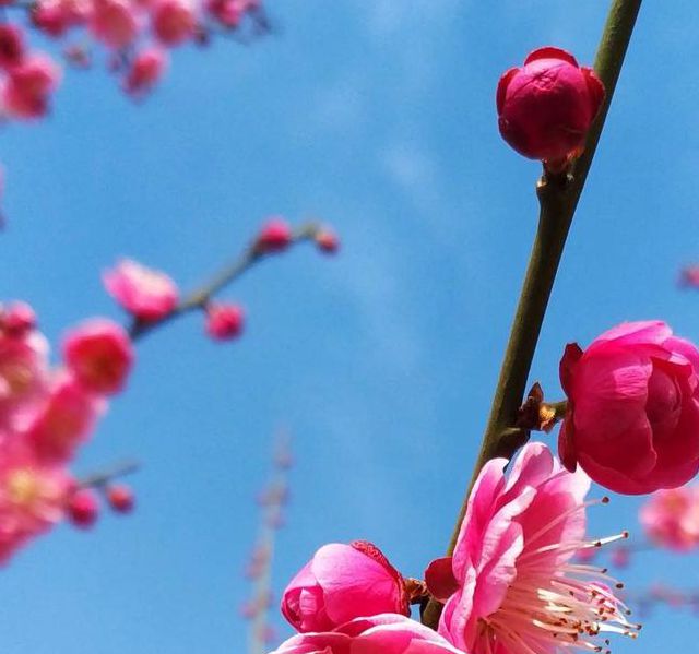 梅花视频app下载最新版