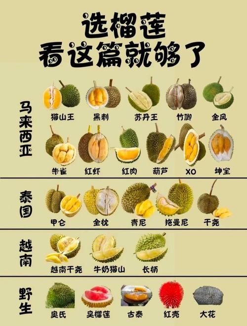 ll999榴莲aplaceholder免费版