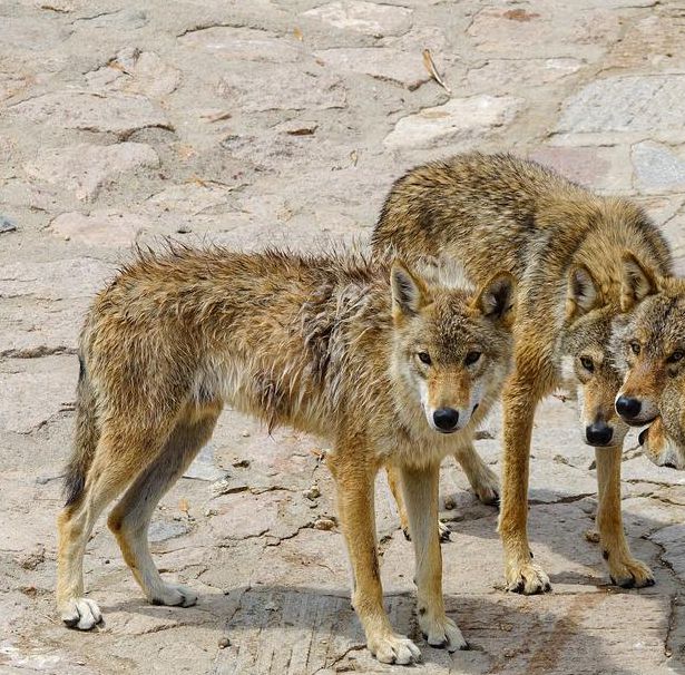 狼群社区中文第一社区完整版