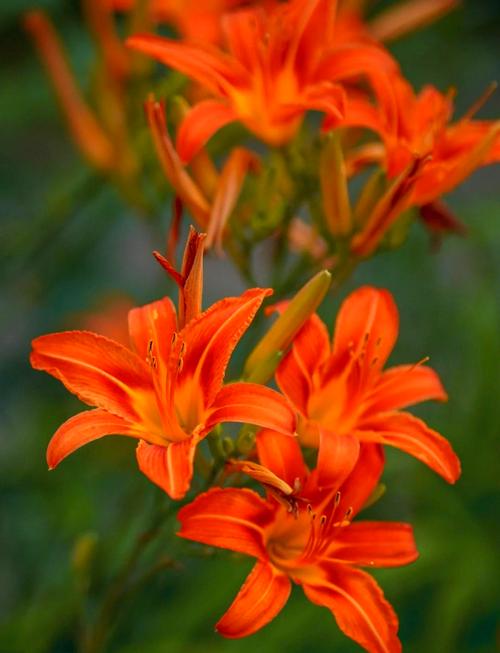 忘忧草在线社区日本韩国