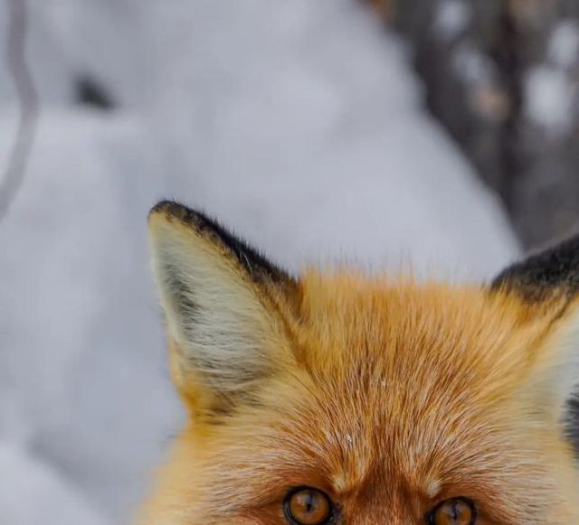 狐狸视频最新版