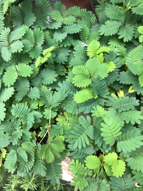 含羞草工作实验室