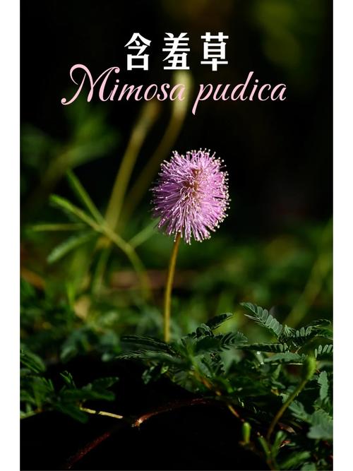 含羞草工作实验室