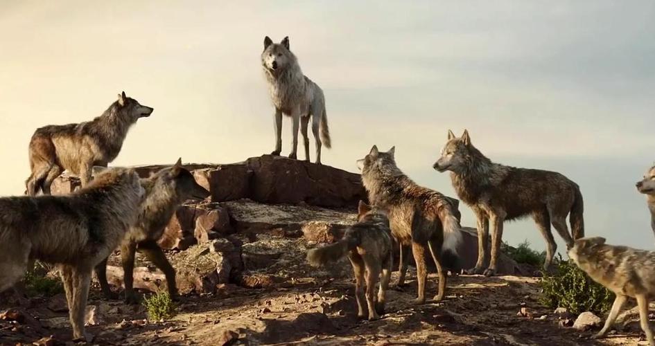 狼群在线观看免费完整版