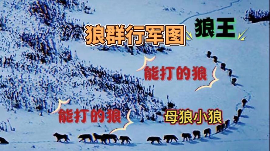 狼群在线观看免费完整版