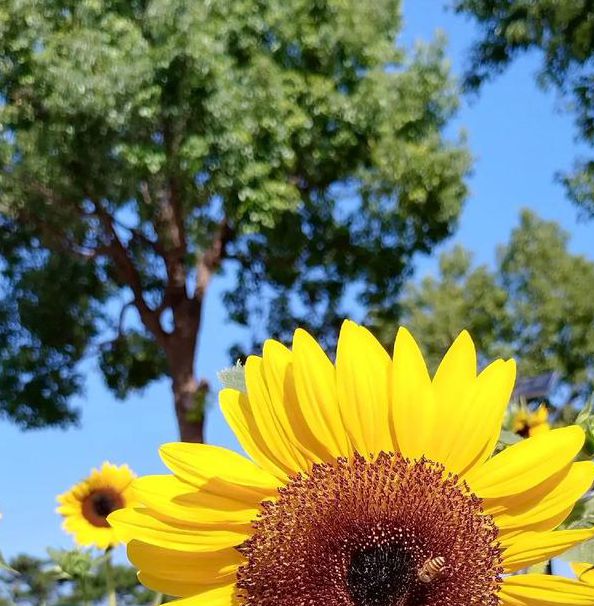 草莓榴莲向日葵深夜释放自己ios