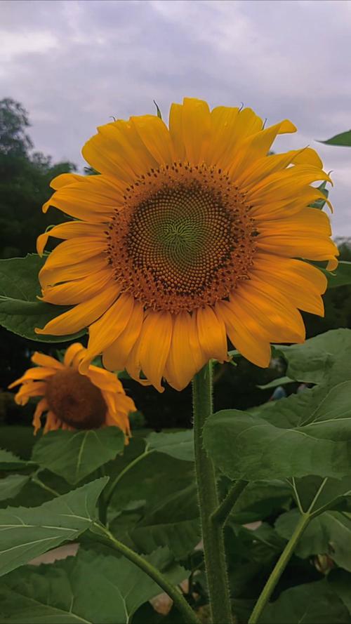 草莓榴莲向日葵深夜释放自己ios