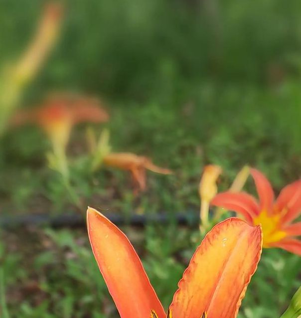 忘忧草社区视频在线观看免费播放