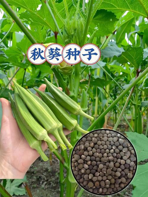 秋葵加油站app免费下载苹果免费版