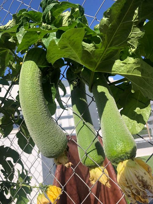 丝瓜秋葵盒子短视频