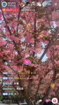 六月樱花直播秀