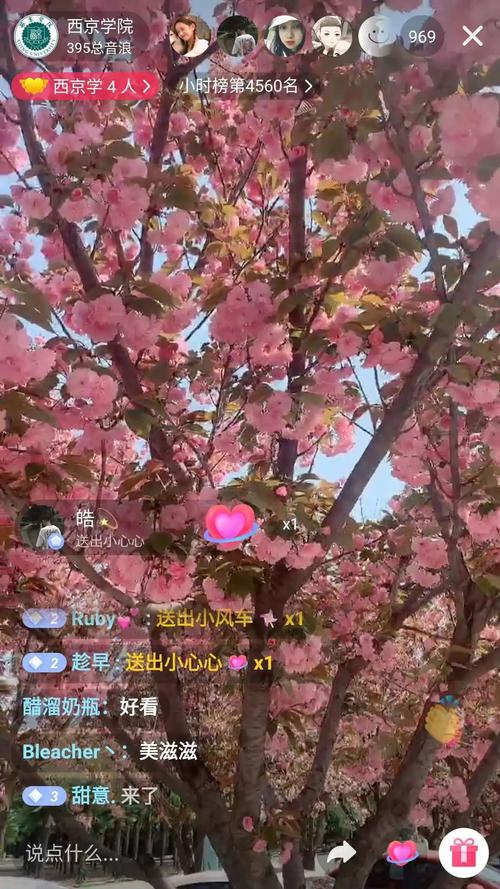 六月樱花直播秀