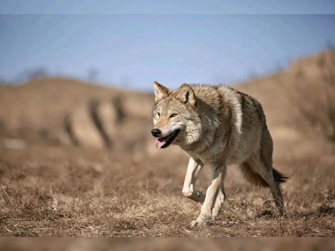 灰狼视频免费版