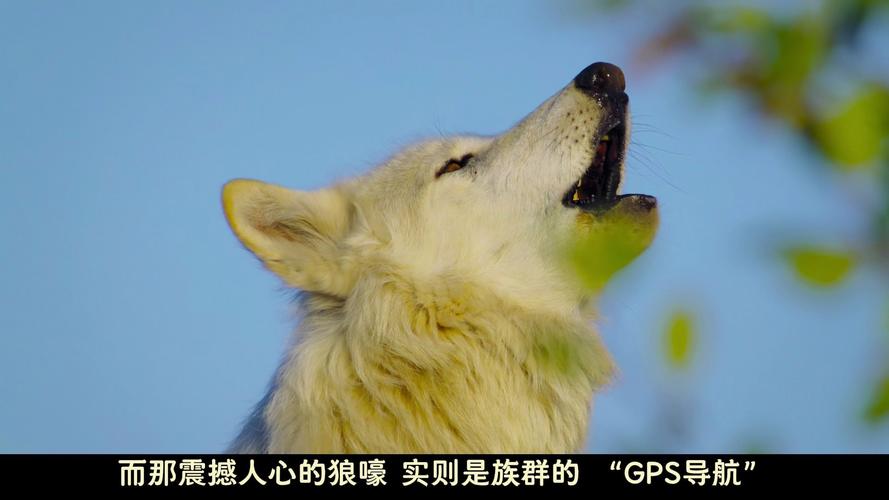 灰狼视频免费版